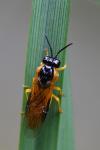 Selandria serva