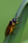 Selandria serva