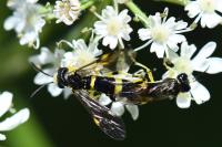 Zonuledo zonula