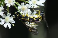 Zonuledo zonula