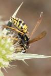 Polistes dominula