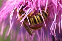 Halictus scabiosae