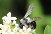 Andrena cineraria