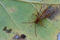 Theronia atalantae