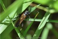 Macrophya duodecimpunctata