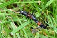 Macrophya annulata