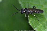 Macrophya albicincta