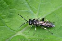 Macrophya alboannulata