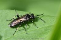 Macrophya albicincta