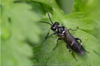 Macrophya albicincta