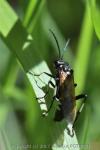 Macrophya duodecimpunctata
