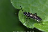 Macrophya albicincta