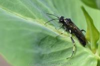 Macrophya alboannulata