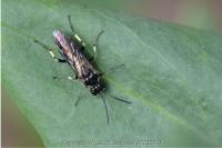 Macrophya alboannulata