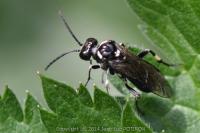 Macrophya albicincta