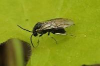 Claremontia uncta
