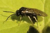 Claremontia uncta