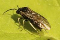 Claremontia uncta