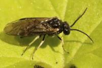 Claremontia uncta