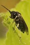 Claremontia uncta