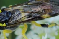Zonuledo zonula