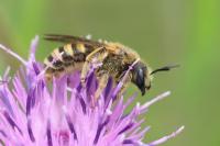 Halictus scabiosae