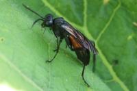Macrophya annulata