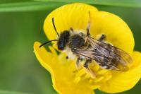 Andrena
