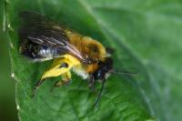 Andrena nitida