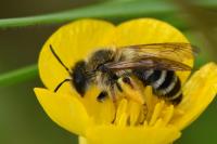 Andrena