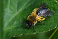 Andrena nitida