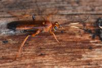 Lymantrichneumon disparis