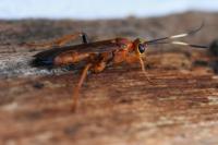 Lymantrichneumon disparis