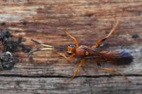 Lymantrichneumon disparis