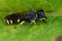 Ectemnius continuus