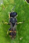 Ectemnius continuus
