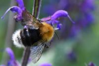 Bombus hypnorum