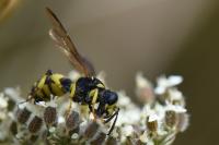 Cerceris quadricincta
