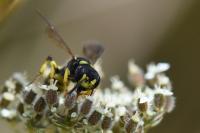Cerceris quadricincta