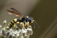 Cerceris quadricincta
