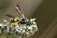Cerceris quadricincta