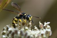 Cerceris quadricincta