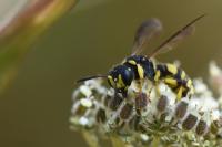 Cerceris quadricincta