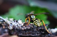Polistes nimpha
