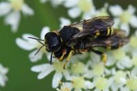 Ectemnius continuus