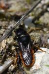 Osmia bicolor