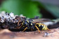 Polistes nimpha