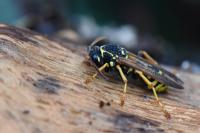 Polistes nimpha