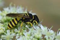 Ectemnius lituratus