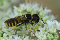 Ectemnius lituratus